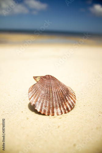 seashell on the beach