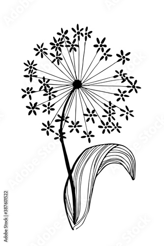 A spherical flower with small inflorescences. Allium, dill flowers. Black and white hand-drawn image.