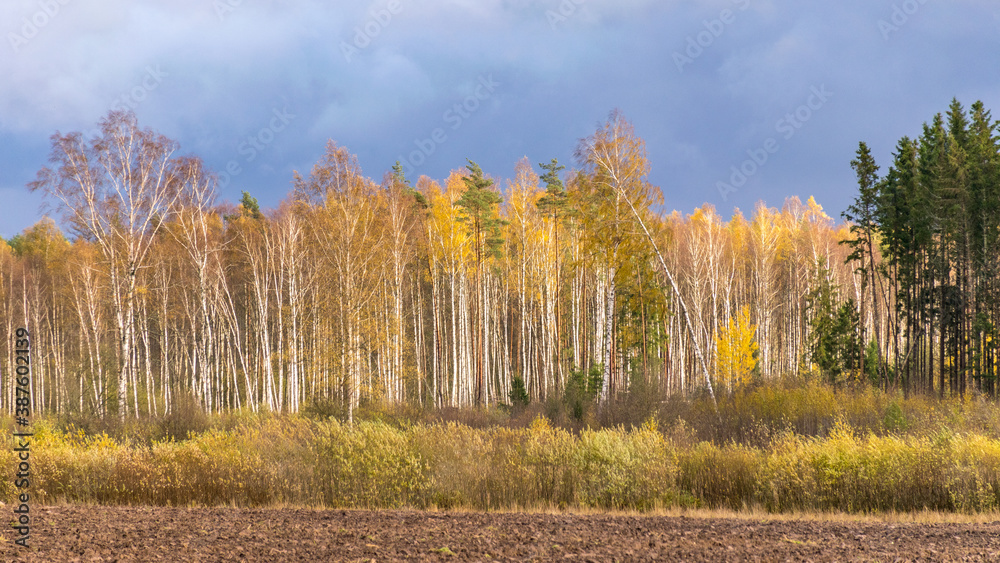 autumn landscape with colorful yellow trees in the background, foreground field, golden autumn, expressive sky, autumn time