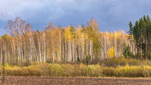 autumn landscape with colorful yellow trees in the background, foreground field, golden autumn, expressive sky, autumn time