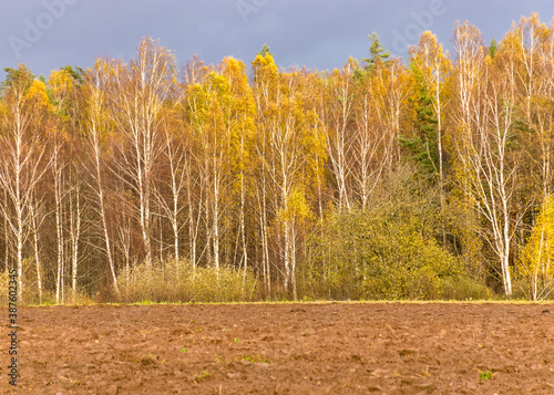 autumn landscape with colorful yellow trees in the background  foreground field  golden autumn  expressive sky  autumn time