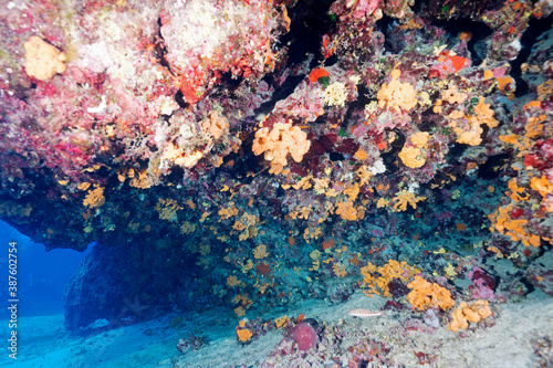 Overhang covered with sponges and coralline algaes Gokova Bay Turkey photo