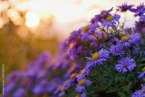 Autumnal aster flowers in sunset warm light