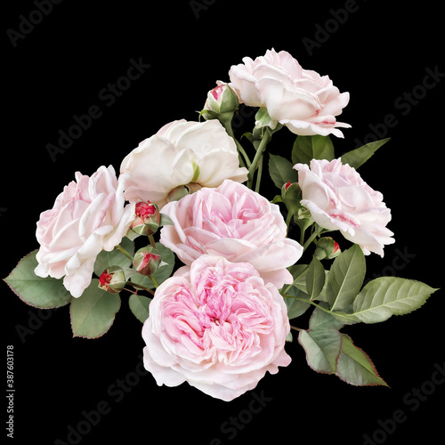 Blush pink roses isolated on black background. Floral arrangement, bouquet of garden flowers. Can be used for invitations, greeting, wedding card.