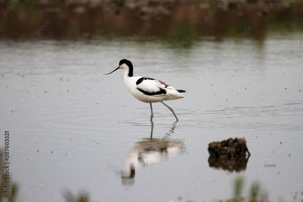 An Avocet in the water at Slimbridge Nature Reserve An Avocet in the water at Slimbridge Nature Reserve