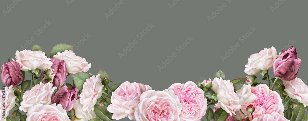 Floral banner, header with copy space. Blush pink roses, carmine tulips isolated on warm grey background. Natural flowers wallpaper or greeting card. - obrazy, fototapety, plakaty 