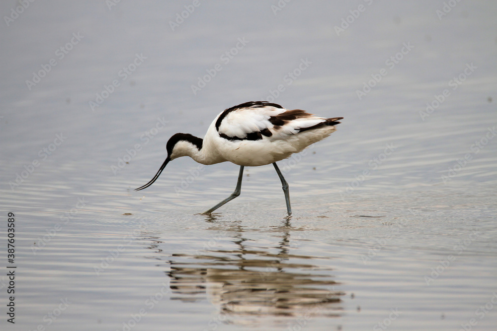 An Avocet in the water at Slimbridge Nature Reserve An Avocet in the water at Slimbridge Nature Reserve