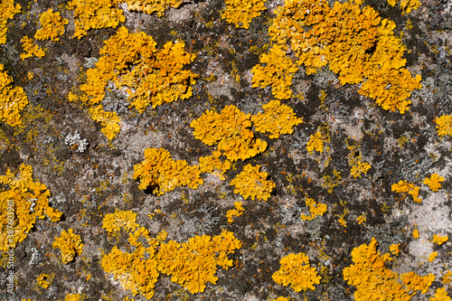 yellow lichen on stone photo