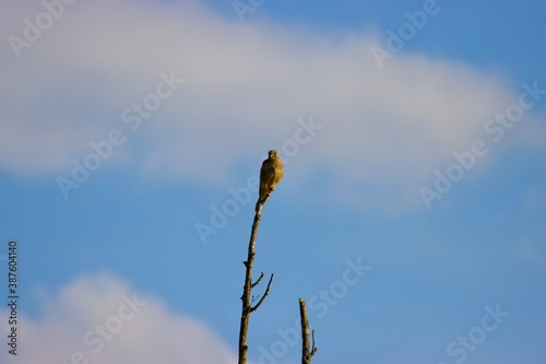 female kestrel sitting on a tree