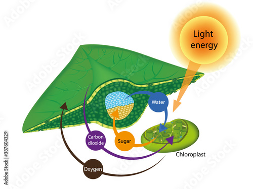 Photosynthesis Process in Plants. The structure of a leaf and Chloroplasts