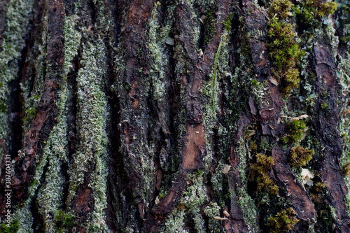 tree bark background