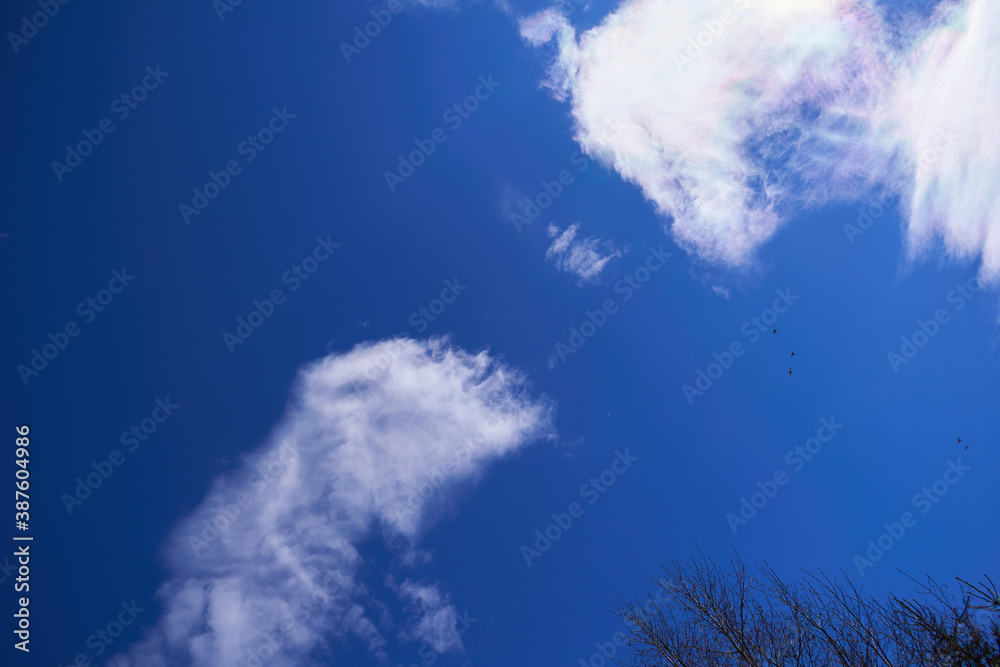 Naklejka premium birds in flight blue sky with clouds