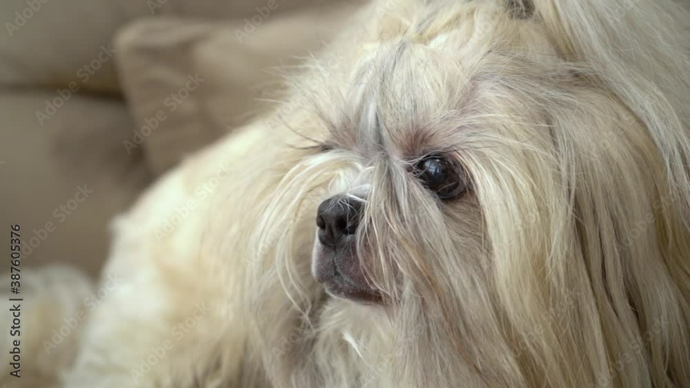 small dog of the Shih Tzu breed. рonytail hairstyle small dog of the Shih Tzu breed. рonytail hairstyle