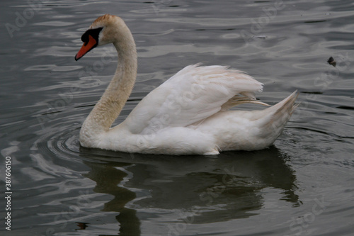 A close up of a Mute Swan