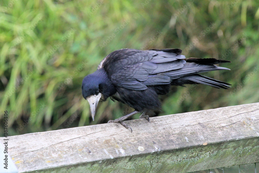 Fototapeta premium A close up of a Rook