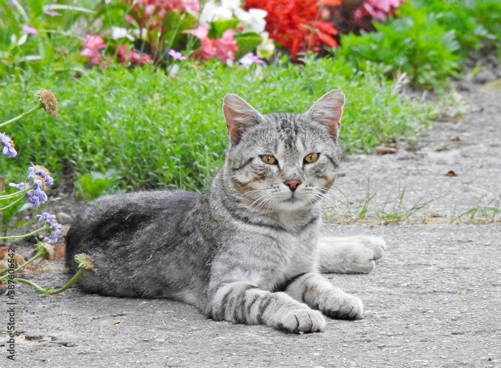 Fototapeta premium kot