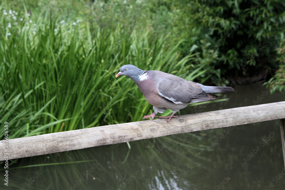 Fototapeta premium A close up of a Wood Pigeon