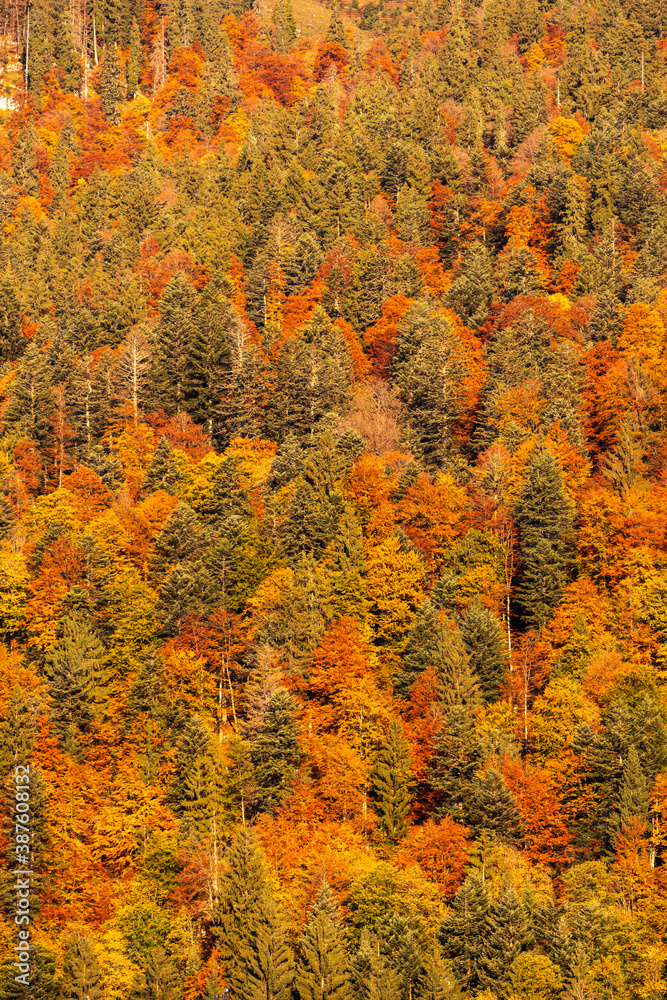 autumn forest near Dachstein in Austria
