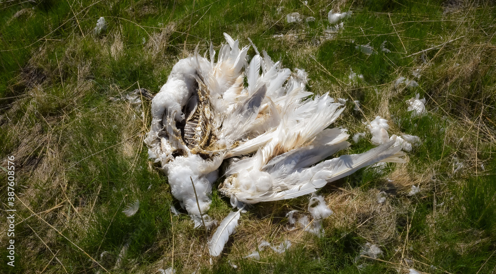 Dead swan on the ground Dead swan on the ground