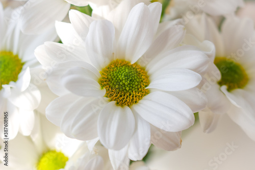 Bouquet of white chrysanthemums on a light background.
