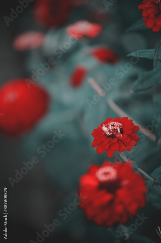 Floral wallpaper. Red dahlia flowers. 