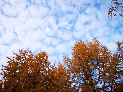 The trees, yellow , red in autumn. Time of year autumn