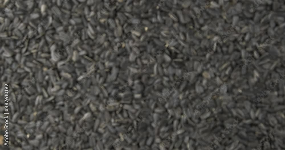 Focusing on the sunflower seeds background. Refocusing from a blurred background to a focused one. Focusing on the sunflower seeds background. Refocusing from a blurred background to a focused one.
