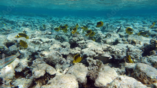 Beautiful fish on the Red Sea reef.