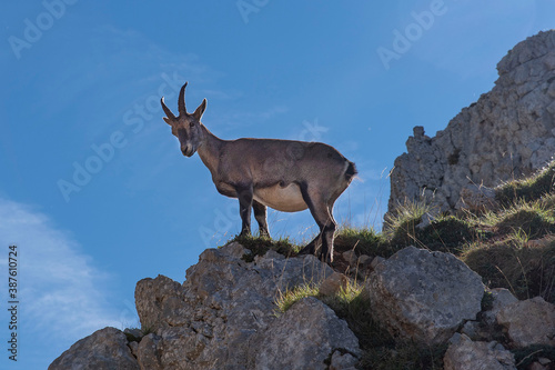 An ibex in the Alps in France in summer