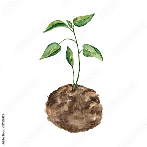 A young green plant growing from the ground. Botanical illustration of a young plant painted in watercolor on a white background.