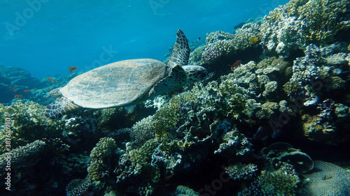 Sea turtles . Great Reef Turtle . Bissa.