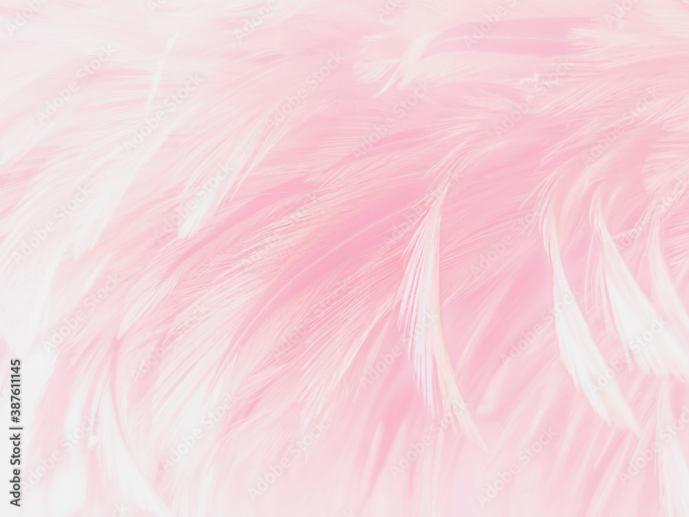 Beautiful abstract gray and pink feathers on white background,  white feather frame texture on pink pattern and pink background, love theme and valentines day