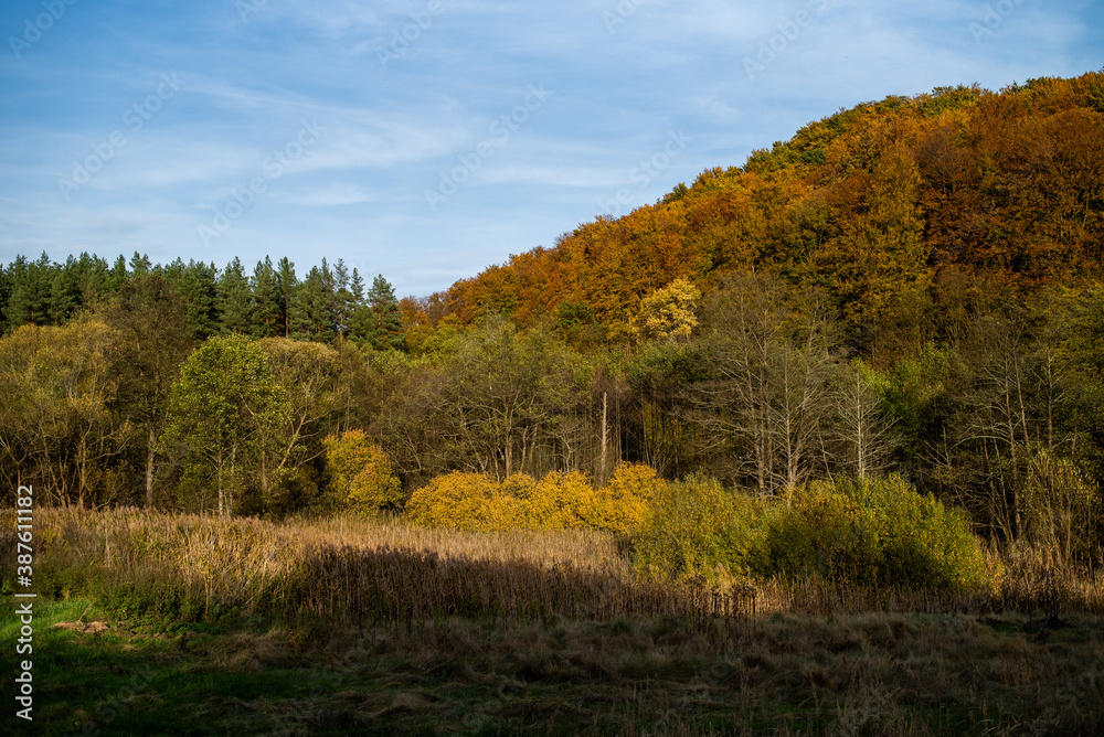 Beautiful autumn deciduous forest in the afternoon