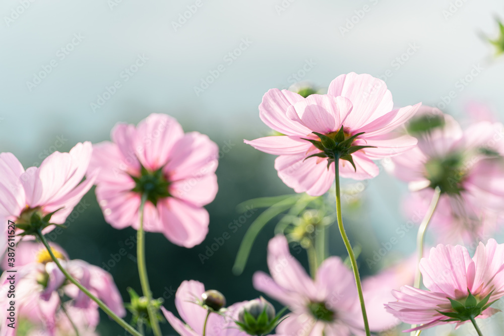 Beautiful cosmos in early autumn in Japan Beautiful cosmos in early autumn in Japan