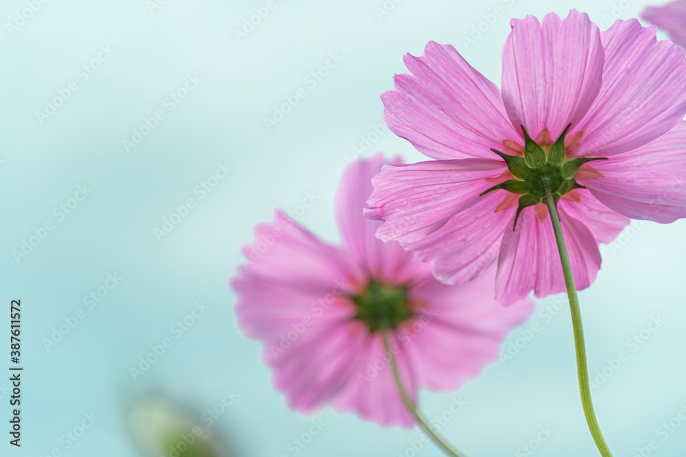 Beautiful cosmos in early autumn in Japan Beautiful cosmos in early autumn in Japan