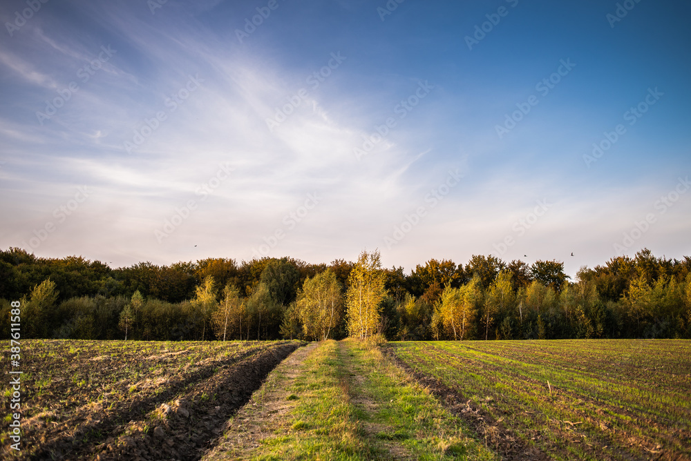 Blue sky, forest and field