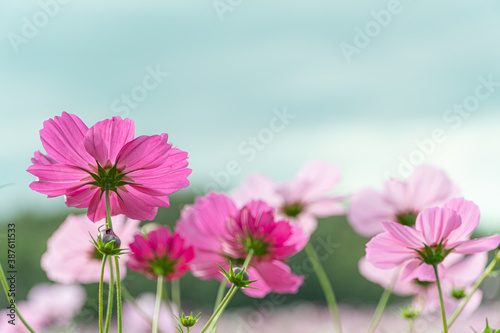 Wallpaper Mural Beautiful cosmos in early autumn in Japan Torontodigital.ca