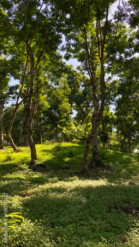 overgrown grassless forest, trees, mound, greenery