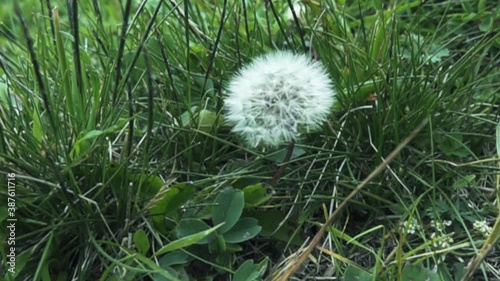 Caucasian dandelion. fruit of the achene in basket is blown away by a gust of wind. Super slow motion 1000 fps.
 photo