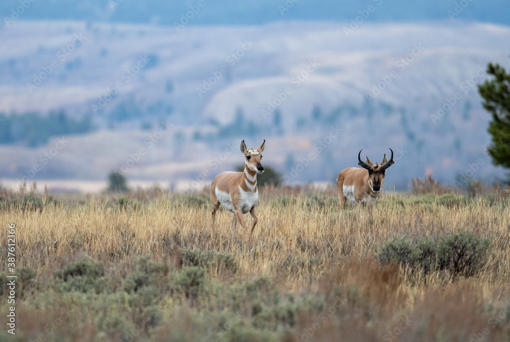 Pronghorn buck and doe Pronghorn buck and doe