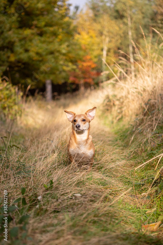Mały pies na trawie w lesie. Jesienny klimat z pięknym odwzorowaniem barw jesiennych. © andsko