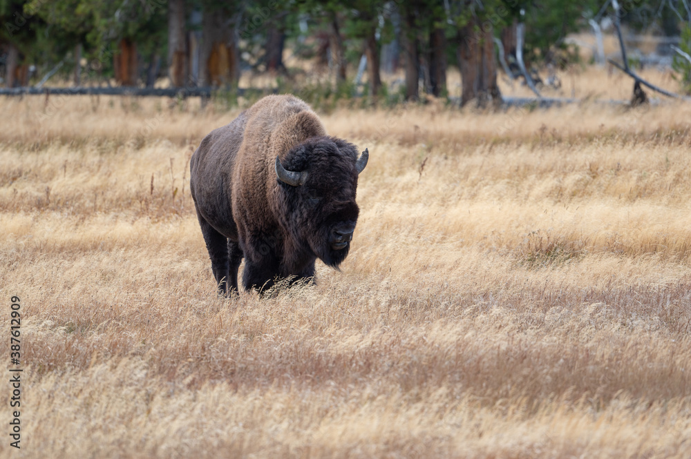 American bison grazing in a meadow American bison grazing in a meadow