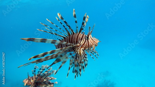 Lion Fish in the Red Sea.