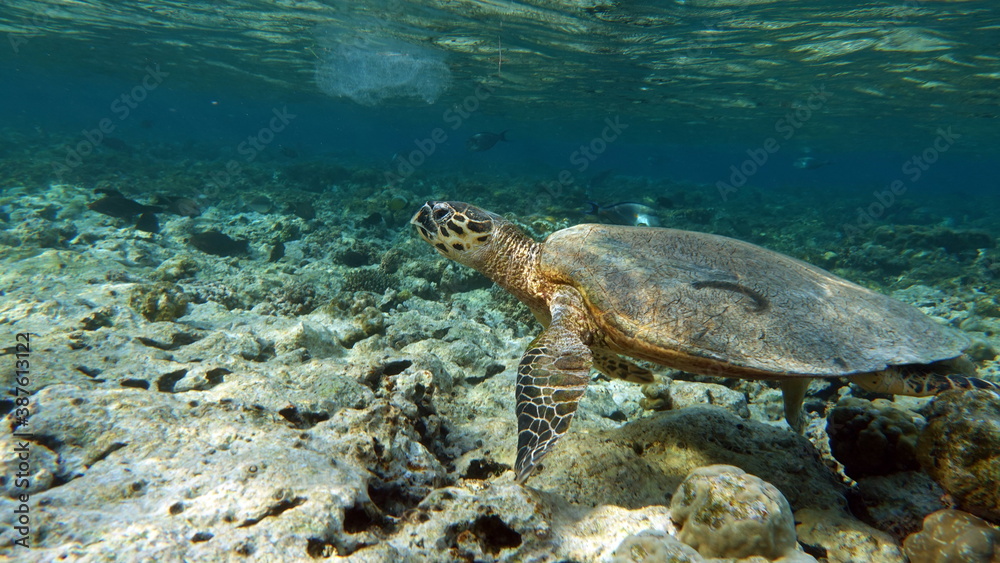 Obraz premium Sea turtles . Great Reef Turtle . Bissa.