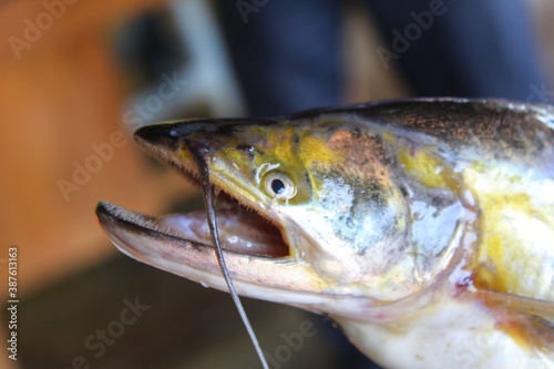 wallago attu (fresh water shark) fish close up view dangerous baliha catfish with sharp teeth