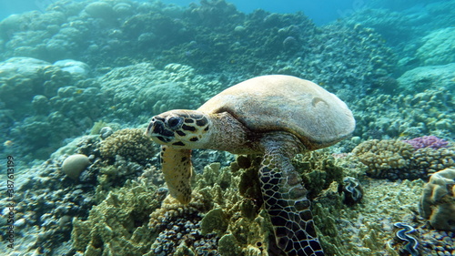 Sea turtles . Great Reef Turtle . Bissa.