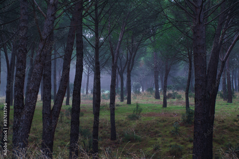 las drzewa mgła krajobraz natura