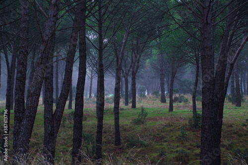 las drzewa mgła krajobraz natura © Piotr