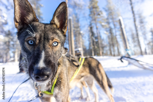 Close up portrait of a blue eyed alaskan husky in the Arctic Husky Farm in Lapland, Finland.