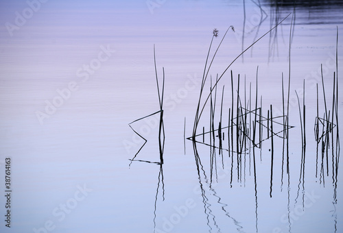 Zen-like reflection of reeds in a river after sunset